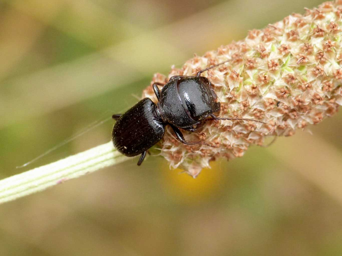 Piccolo Ditomus clypeatus che raccoglie semi